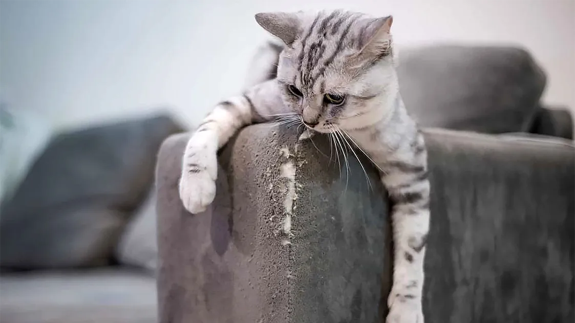 Бедная кошка