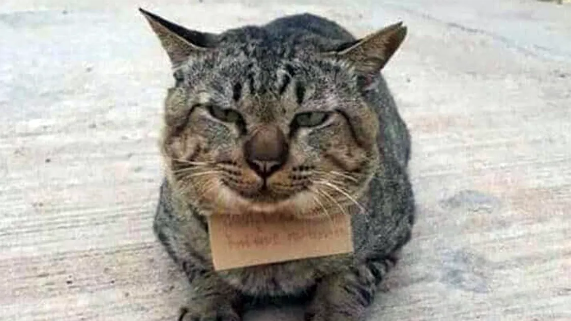 Кот вернулся с долгами