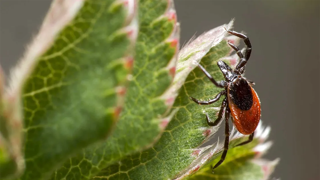 Клещи не ушли на зиму: первые укусы уже в 2026 году